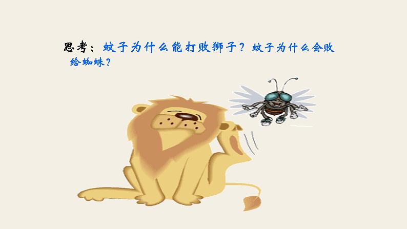 七上蚊子和狮子同步课件 课件02