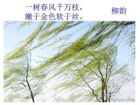 人教部编版八年级上册白杨礼赞说课ppt课件