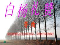 语文白杨礼赞图文ppt课件