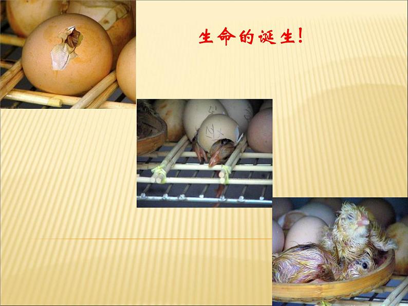 第19课《蝉》PPT课件3-八年级语文上册统编版01