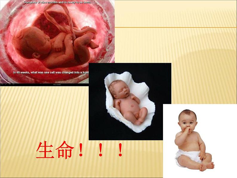 第19课《蝉》PPT课件3-八年级语文上册统编版02