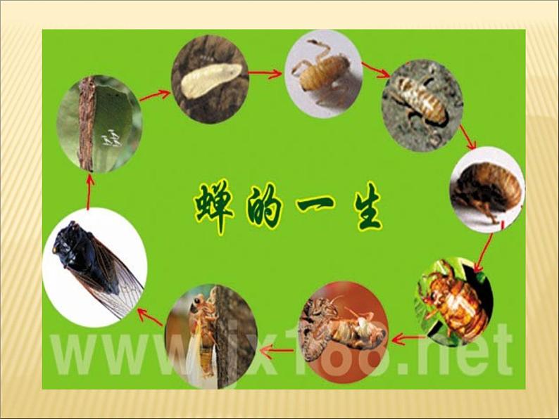 第19课《蝉》PPT课件3-八年级语文上册统编版04