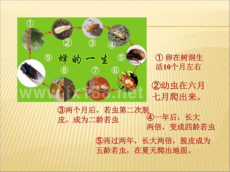 第19课《蝉》PPT课件3-八年级语文上册统编版05