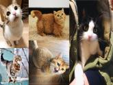 部编版语文七年级上册教学课件16 猫