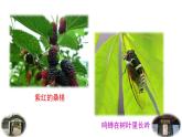 部编版语文七年级上册教学课件9  从百草园到三味书屋
