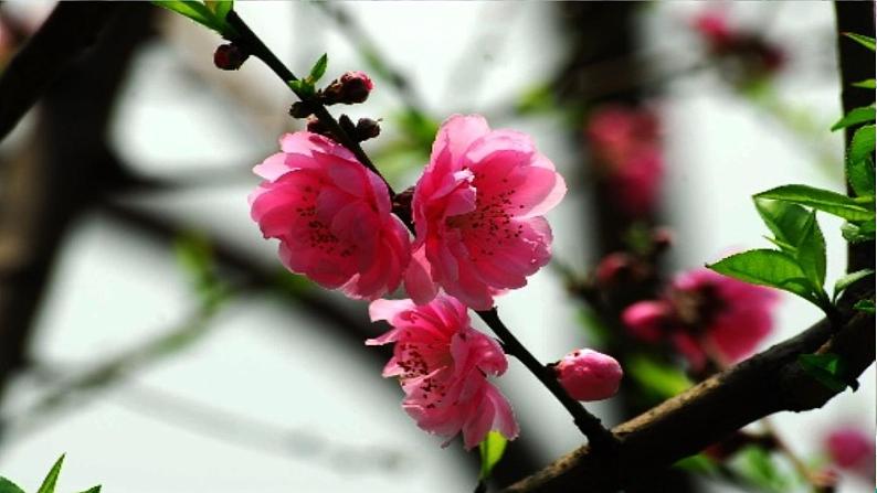 部编版语文七年级上册教学课件1 春第1页