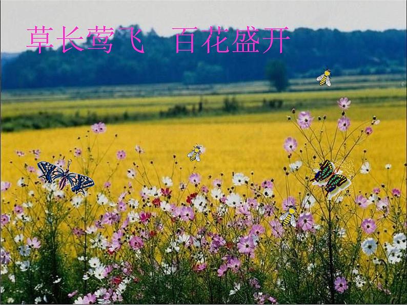 第5课《大自然的语言》PPT课件1-八年级语文下册统编版第6页