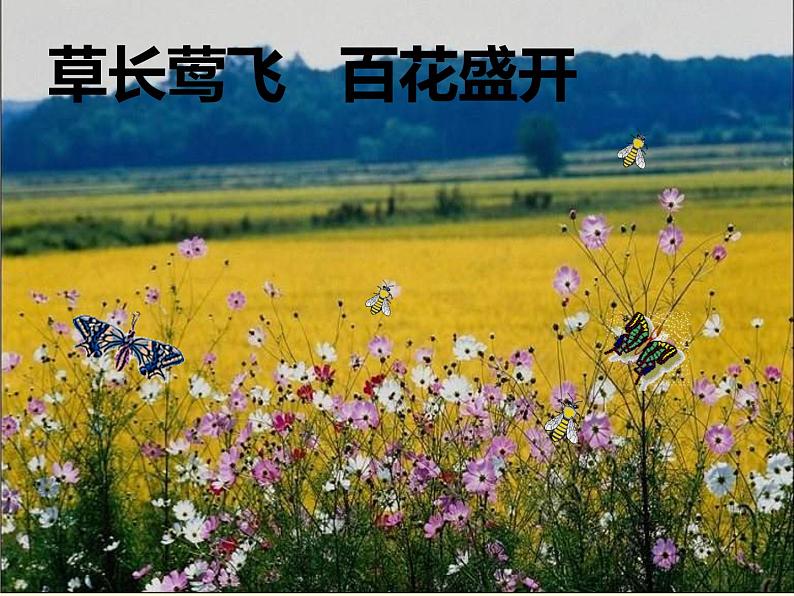 第5课《大自然的语言》PPT课件5-八年级语文下册统编版第4页