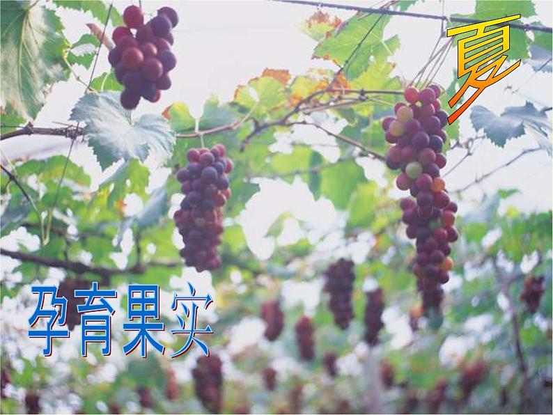 第5课《大自然的语言》PPT课件5-八年级语文下册统编版第7页