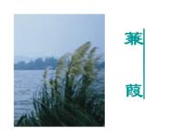 语文人教部编版蒹葭背景图课件ppt