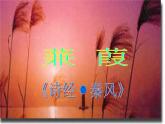 第12课《诗经两首-蒹葭》PPT课件12-八年级语文下册统编版