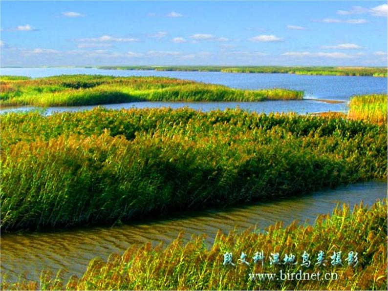 第12课《诗经两首-蒹葭》PPT课件12-八年级语文下册统编版05