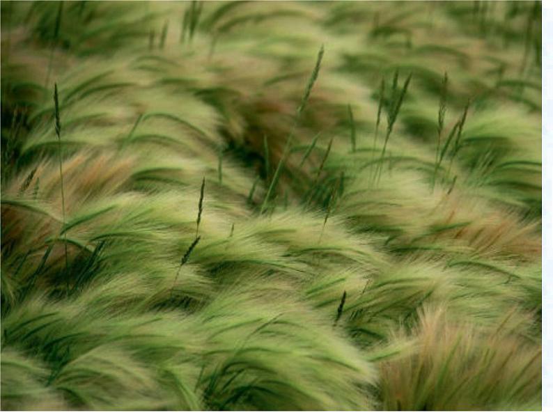 第12课《诗经两首-蒹葭》PPT课件12-八年级语文下册统编版06