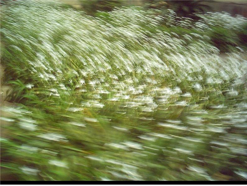 第12课《诗经两首-蒹葭》PPT课件12-八年级语文下册统编版07