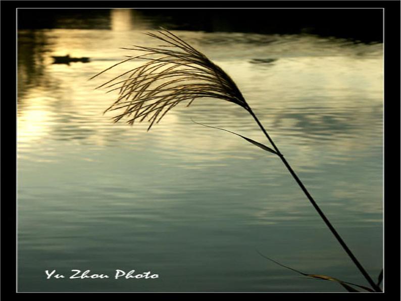 第12课《诗经两首-蒹葭》PPT课件12-八年级语文下册统编版08