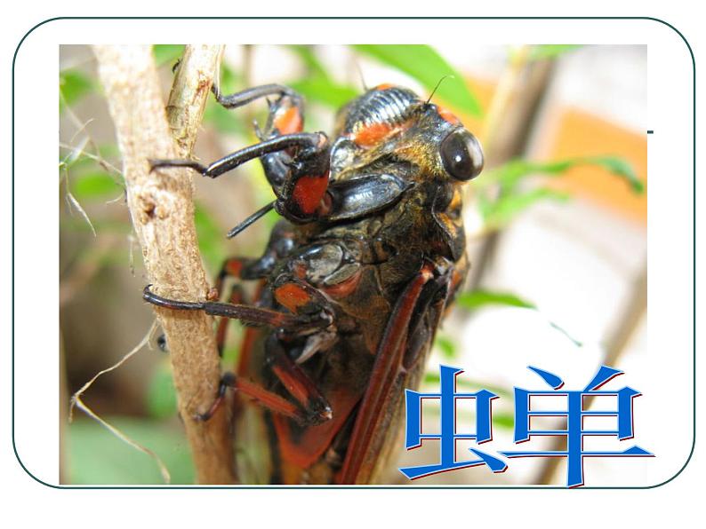 八上蝉同步课件01
