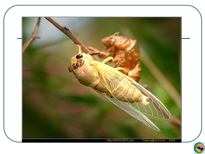 八上蝉同步课件02