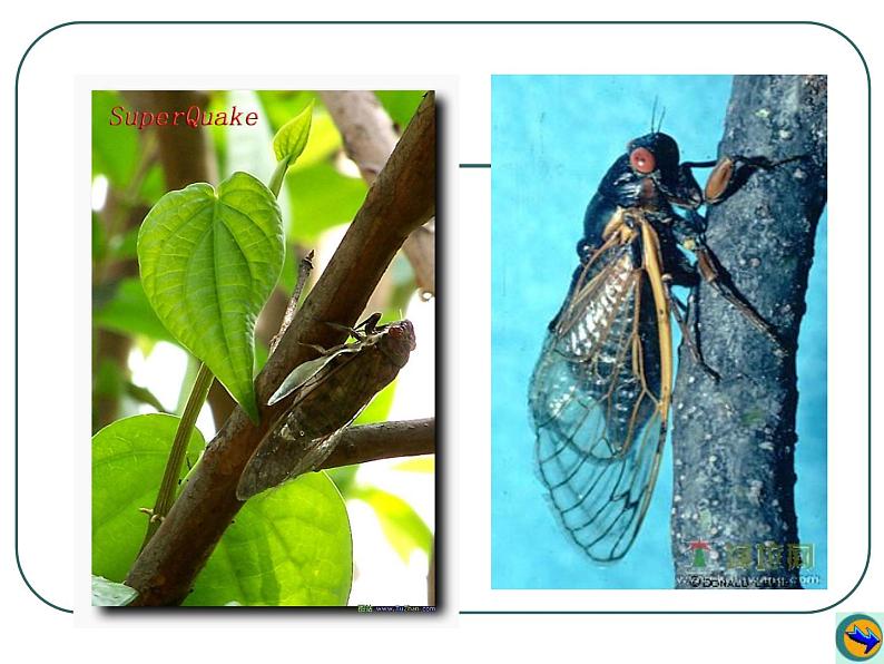 八上蝉同步课件03