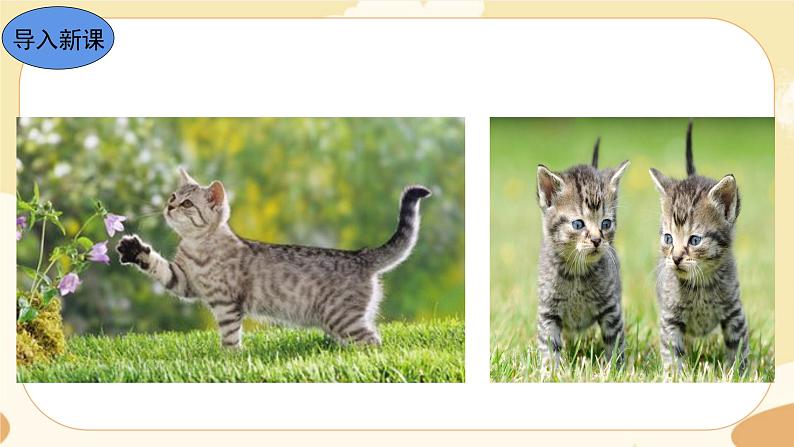16《猫》课件+教案+导学案（含反思）02