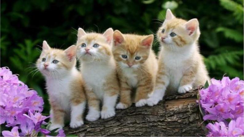 2023七年级语文上册第5单元16猫第1课时课件（部编版）02