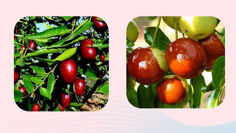 2023九年级语文下册第5单元19枣儿第1课时课件（部编版）第1页