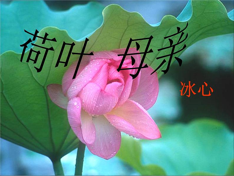 第7课《荷叶母亲》课件+2022-2023学年统编版语文七年级上册01