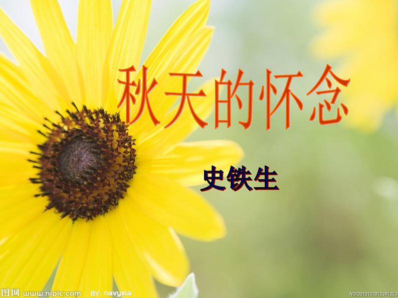 秋天的怀念上课用课件PPT02