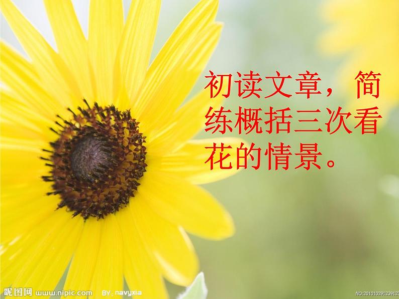 秋天的怀念上课用课件PPT07