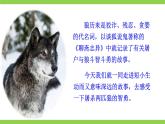 【核心素养】部编版初中语文七年级上册18《狼》 课件+教案+导学案（师生版）+同步测试（含答案）