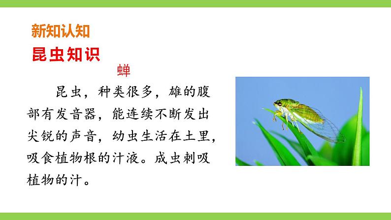 【核心素养】部编版初中语文八年级上册21《蝉》 课件+教案+导学案（师生版）+同步测试（含答案）05