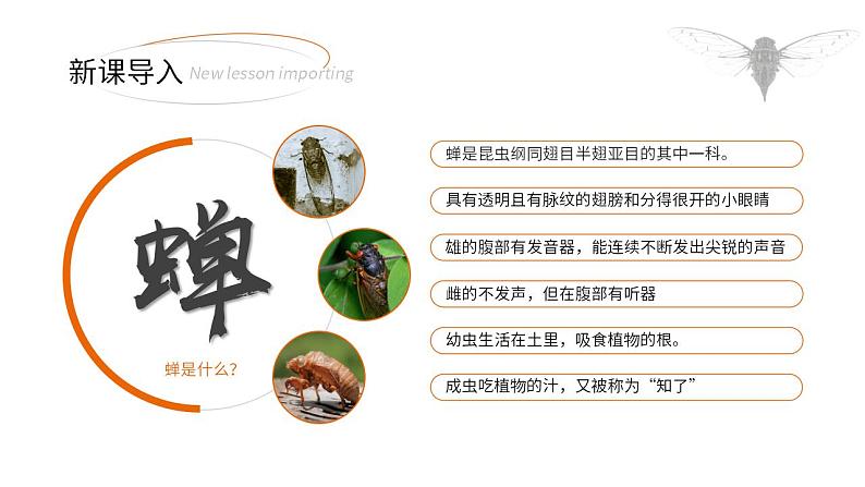 人教部编版语文八年级上册 21 蝉 课件02