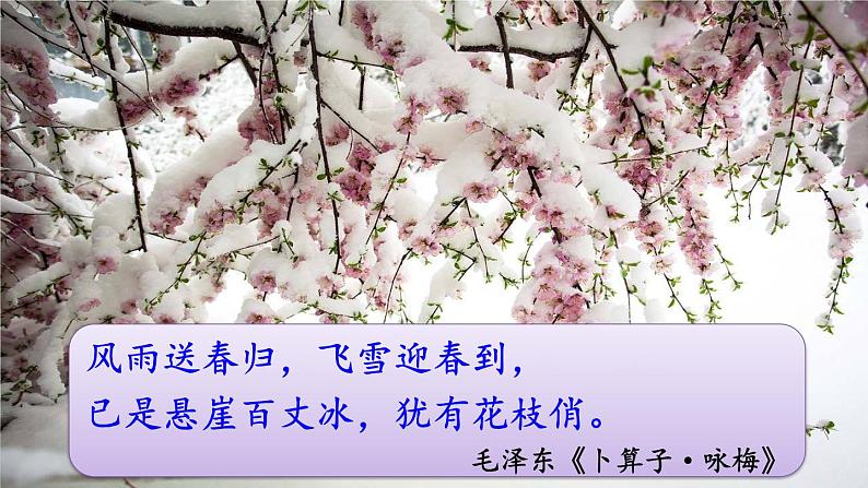 部编版九上语文 1 沁园春·雪(2课时） 课件+教案+练习+素材01