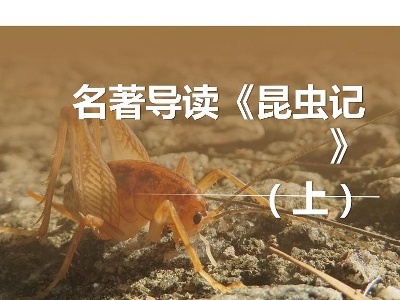 【名著导读·精讲精练】《昆虫记》（精讲课件01）-2022-2023学年部编版语文八年级上册第1页