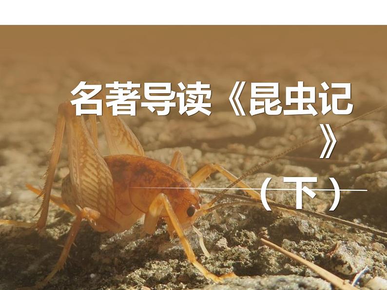 【名著导读·精讲精练】《昆虫记》（精讲课件02）-2022-2023学年部编版语文八年级上册第1页