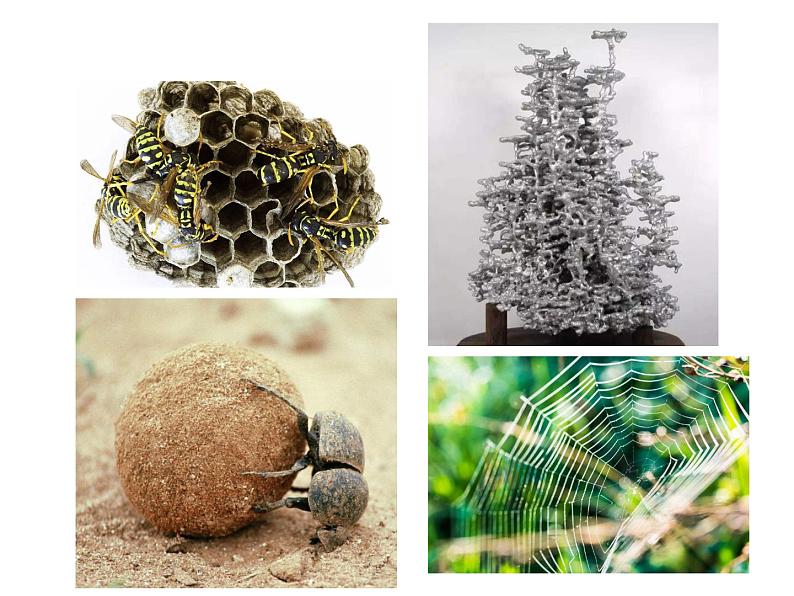 【名著导读·精讲精练】《昆虫记》（精讲课件02）-2022-2023学年部编版语文八年级上册第5页