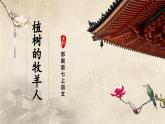 【部編版】七上語文  13《植樹的牧羊人》（第1課時）（課件+教案+學(xué)案）