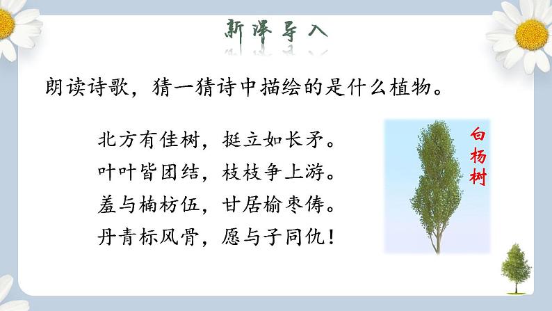 【核心素养目标】人教部编版初中语文八年级上册 《白杨礼赞》第一课时课件+教案+同步分层练习（含答案）02