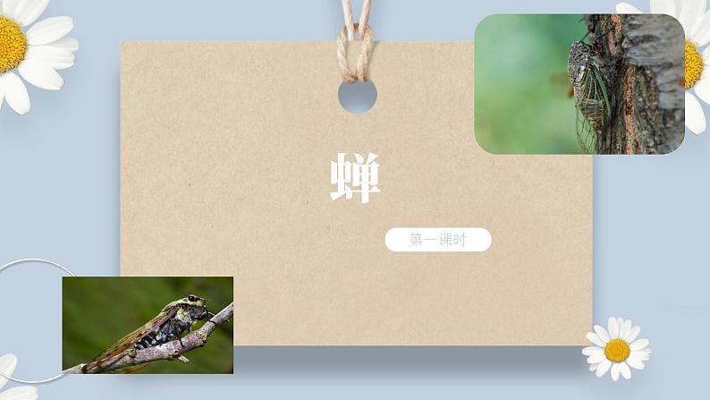 【核心素养目标】人教部编版初中语文八年级上册 《蝉》第一课时课件+教案+同步分层练习（含答案）01