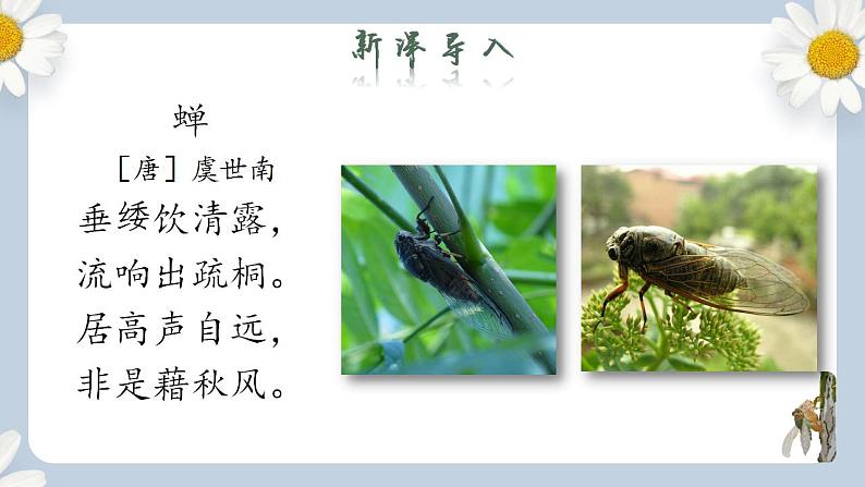 【核心素养目标】人教部编版初中语文八年级上册 《蝉》第一课时课件+教案+同步分层练习（含答案）02