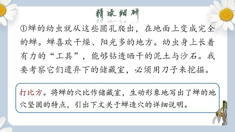【核心素养目标】人教部编版初中语文八年级上册 《蝉》第二课时课件+教案+同步分层练习（含答案）04