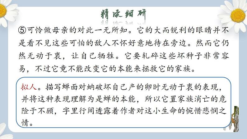 【核心素养目标】人教部编版初中语文八年级上册 《蝉》第二课时课件+教案+同步分层练习（含答案）08
