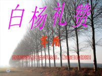 人教部编版白杨礼赞课文配套ppt课件