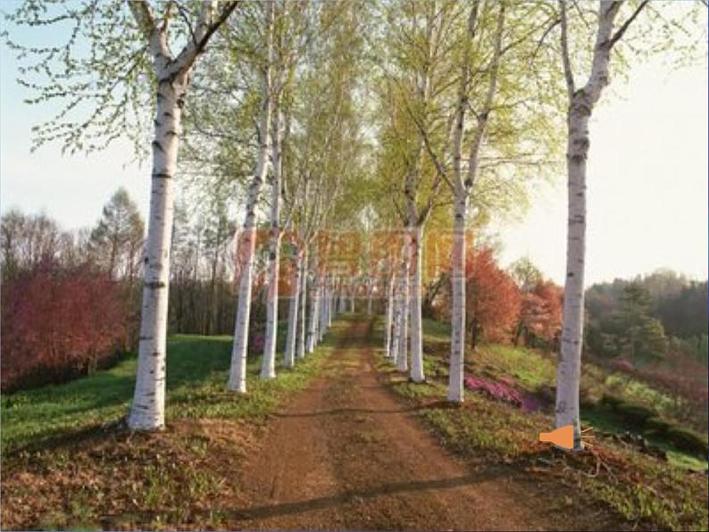 部编版八年级语文上册--15白杨礼赞（精品课件）第5页