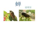 部编版八年级语文上册--21蝉（精品课件）