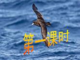 【任务型教学】2025部编初中语文九下4《海燕》 课件+教案+导学案（师生版）+同步测试（含答案）