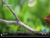 【任务型教学】2025部编初中语文九下6《变色龙》 课件+教案+导学案（师生版）+同步测试（含答案）