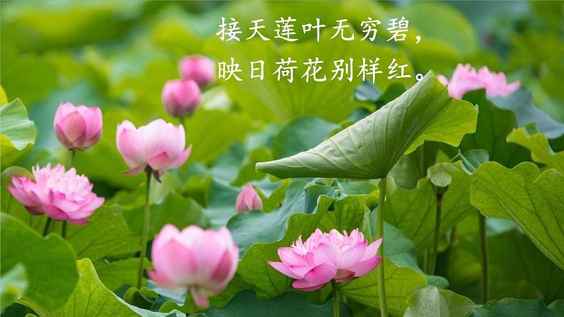 第一单元 4 古代诗歌四首 7语上[课件+详案+习题]03