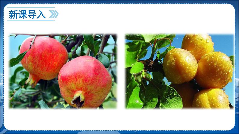 第二单元 5 秋天的怀念 7语上[课件+教案+习题]03