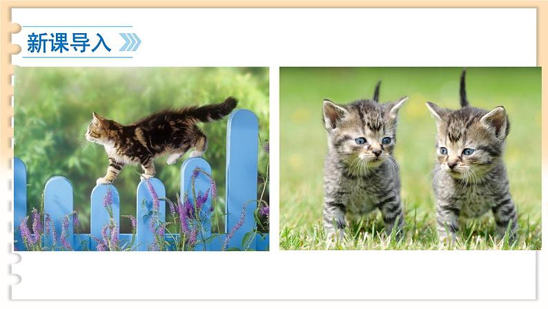 第五单元 16 猫 7语上[课件+教案01