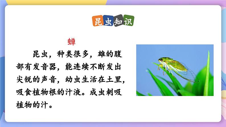 统编版语文八上 21 《蝉》 课件+教案+课课练+说课稿07